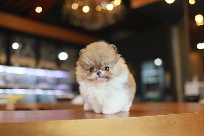 Cachorra de Pomerania SHIREL - 12 semanas, hembra