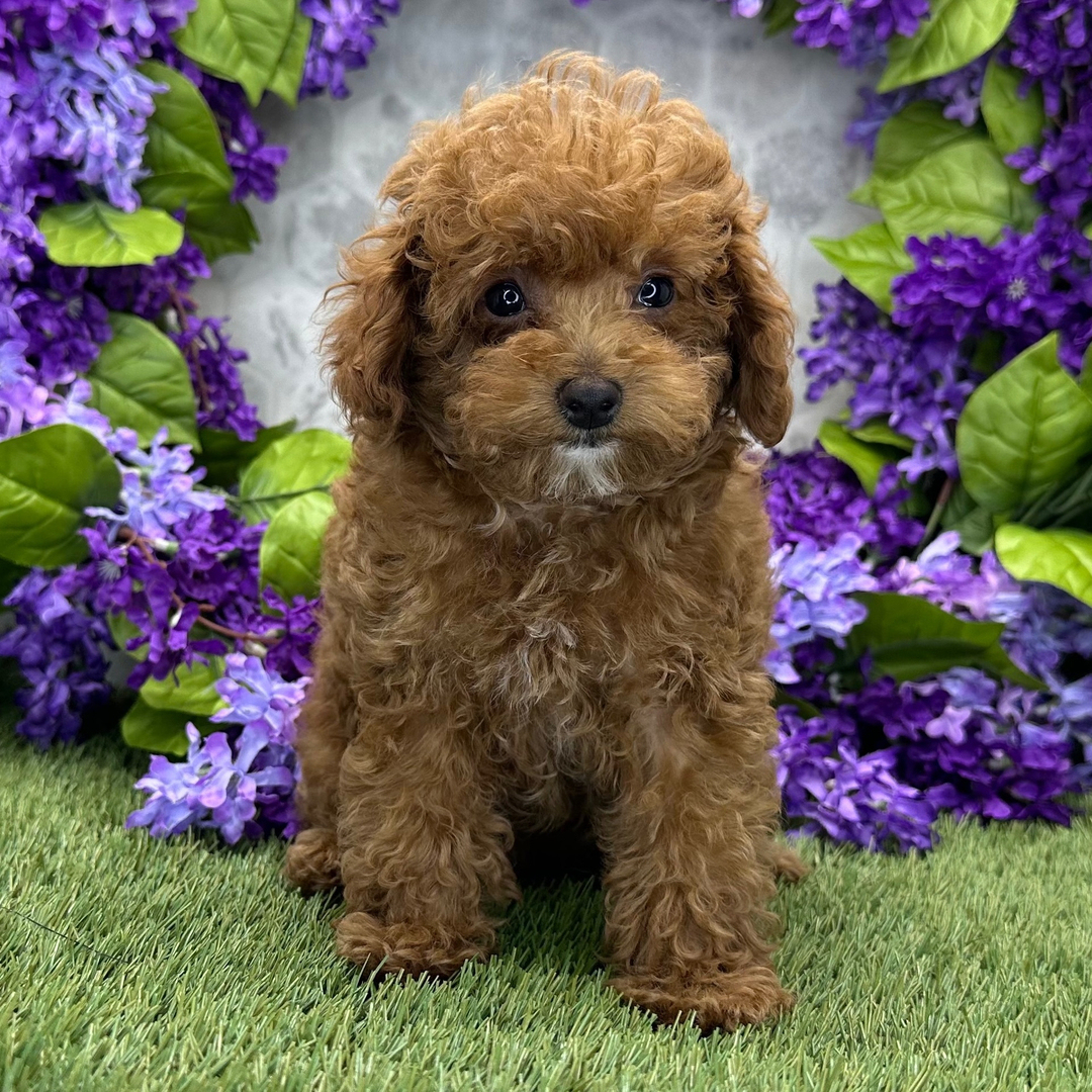 Cachorro de Caniche — AMBER — disponible en España