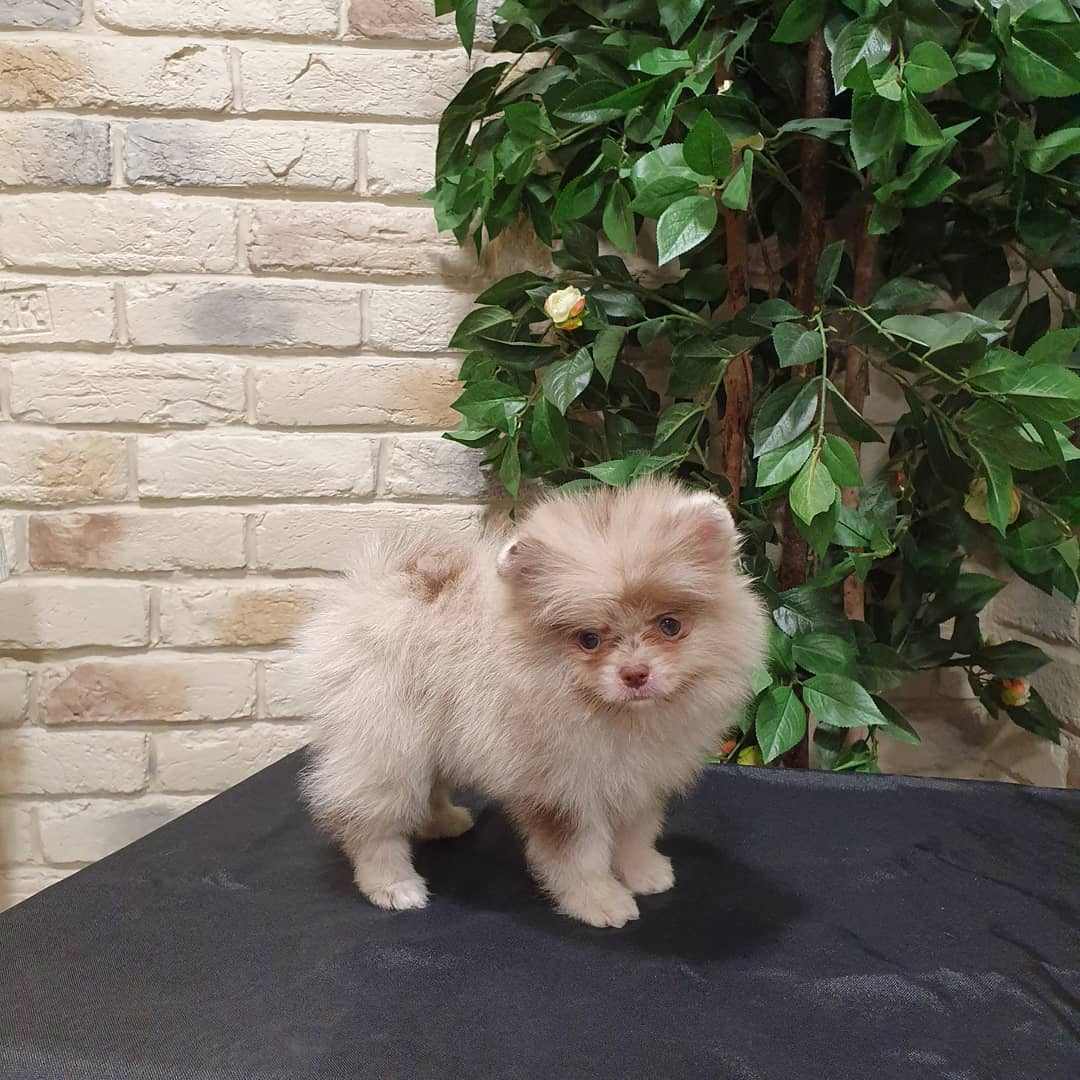 Cachorro de Pomerania Mali - 10 semanas, macho