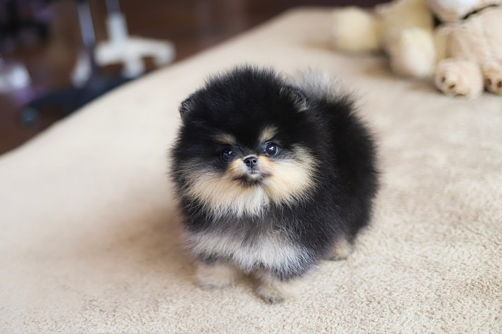 Cachorra de Pomerania MICA - 12 semanas, hembra