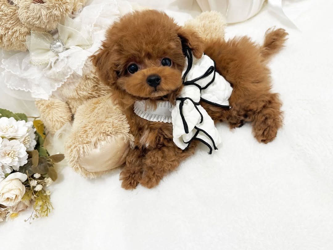Cachorro de Caniche — ISABELA — disponible en España