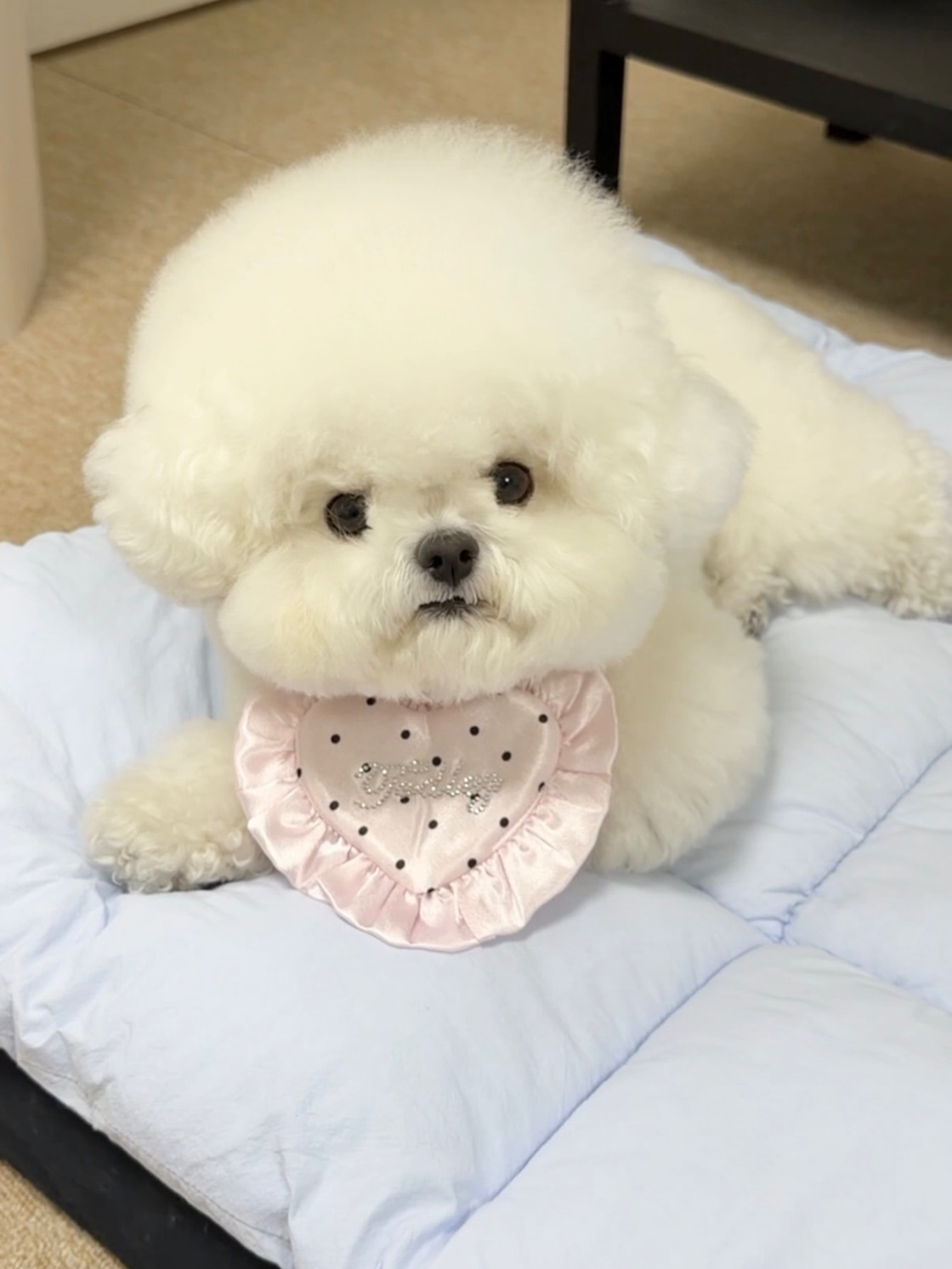 Cachorro 10 - cachorro de Bichón Frisé