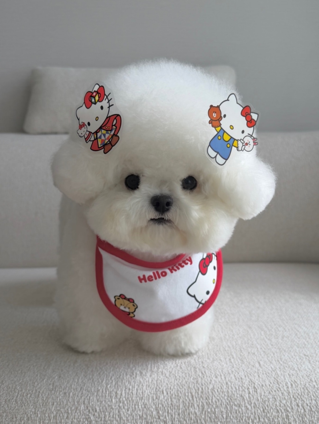 Cachorro 6 - cachorro de Bichón Frisé