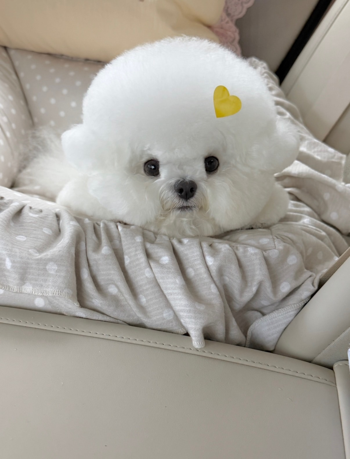 Cachorro 14 - cachorro de Bichón Frisé