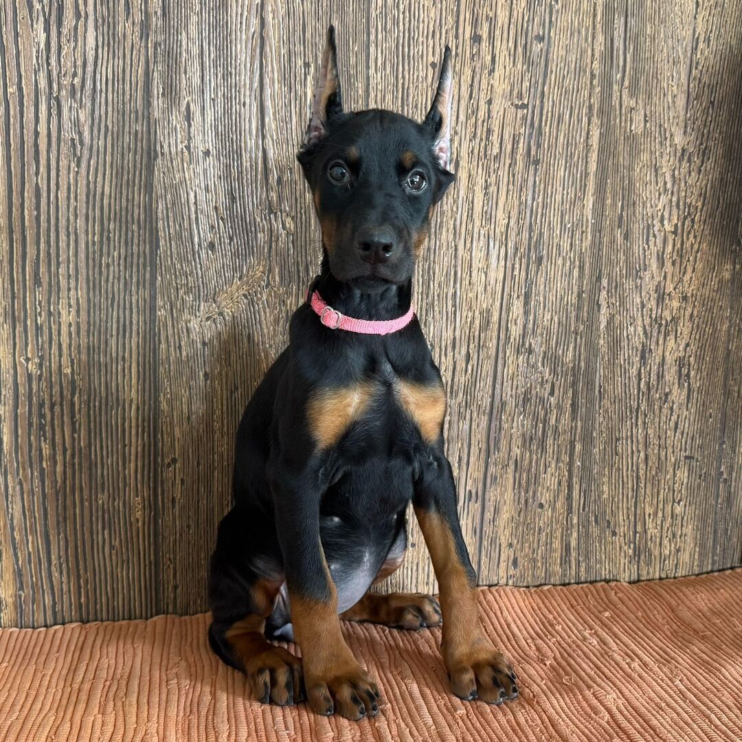 Doberman puppy Bella available vaccinated vet checked