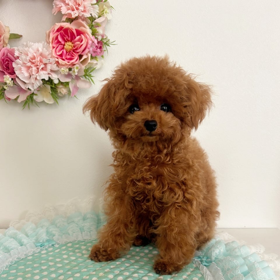 Cachorro de Caniche — BALO — disponible en España