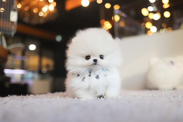 Cachorro de Pomerania FLUFFY - 12 semanas, macho