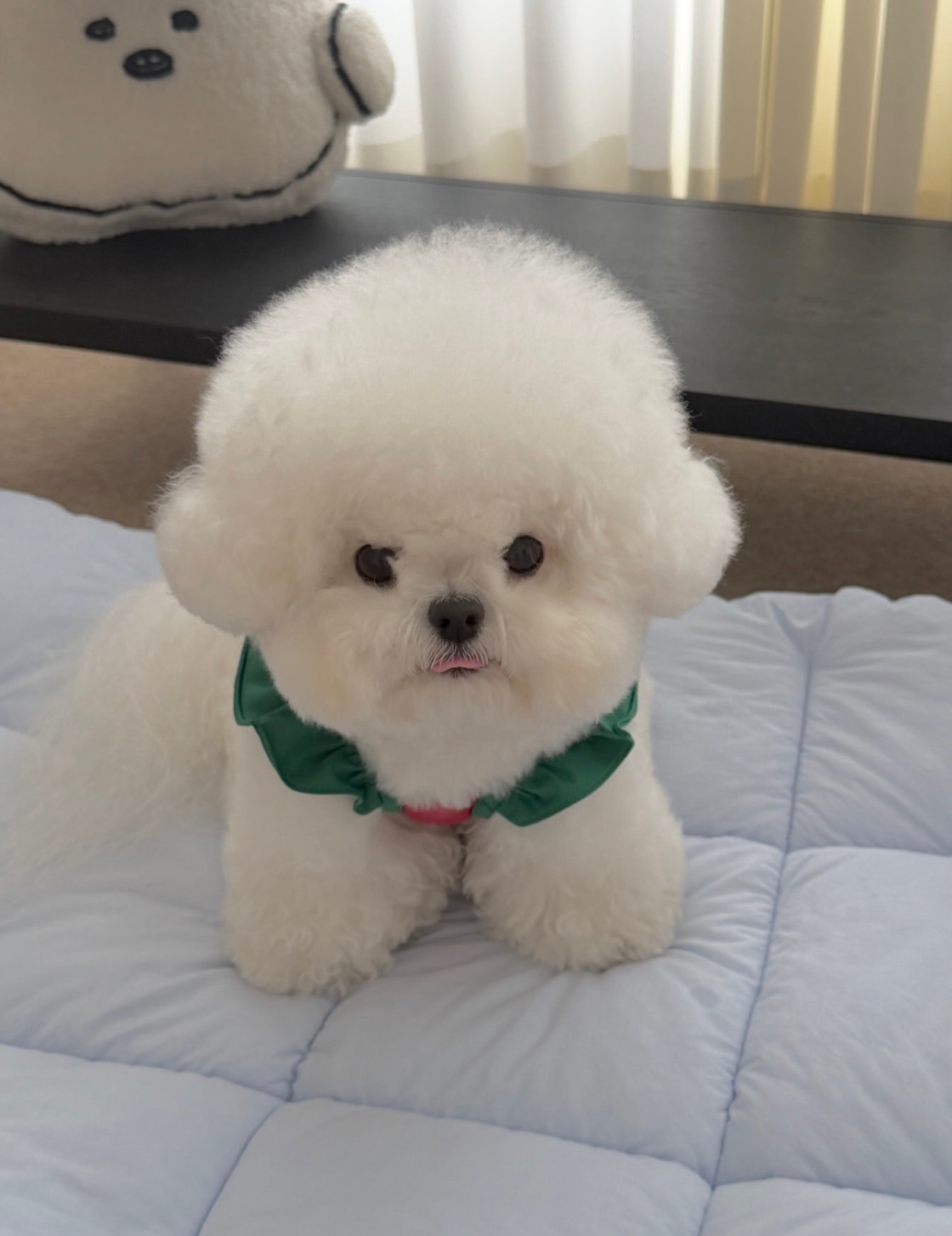 Cachorro 8 - cachorro de Bichón Frisé