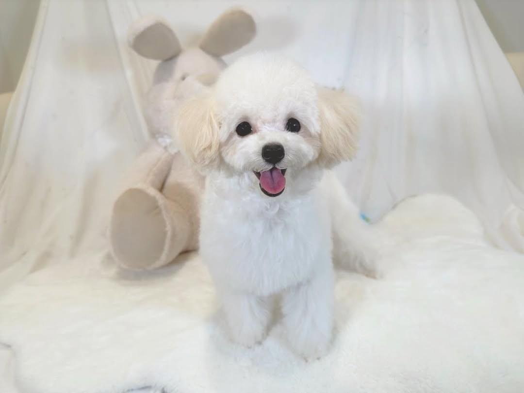 Cachorro de Caniche — OPELO — disponible en España