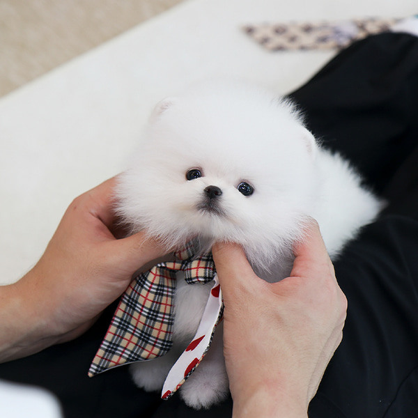 Cachorra de Pomerania Lucia - 11 semanas, hembra