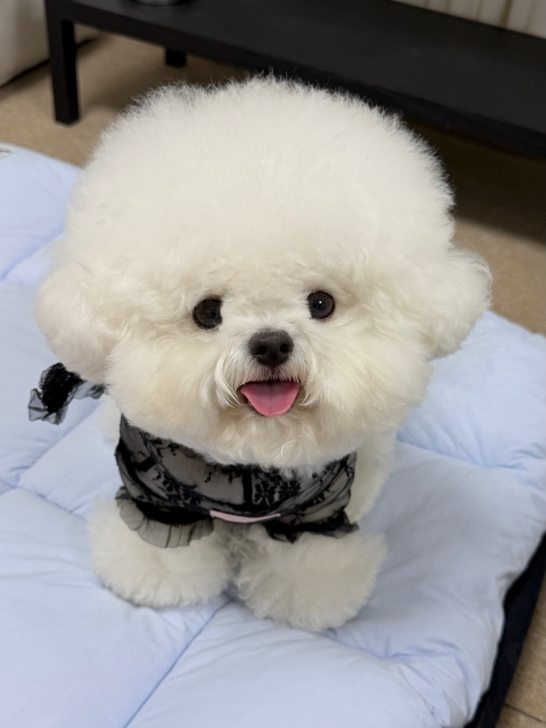 Cachorro 13 - cachorro de Bichón Frisé